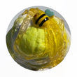 Honey Bee Scoop DIY
